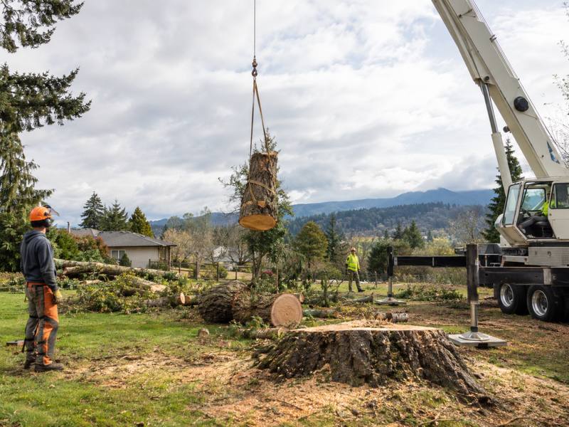 A Guildwood Tree Service crew member assessing a tree before starting work