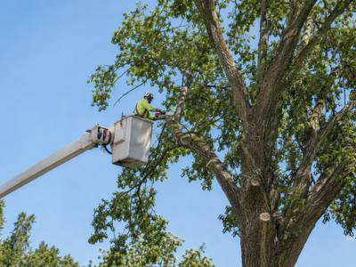 Pruning cuts finishing up in a tree's crown