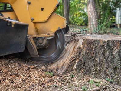 A stump grinder cutting into a wide root flare
