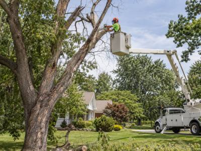 A dead limb being lowered from a backyard tree