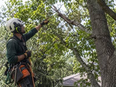 Branch debris cleared from a side yard after a trim