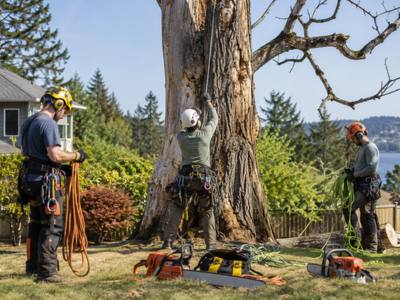 A section of a removed tree being loaded for hauling