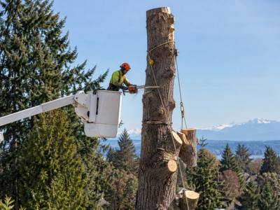 The base of a tree being cut during a removal job