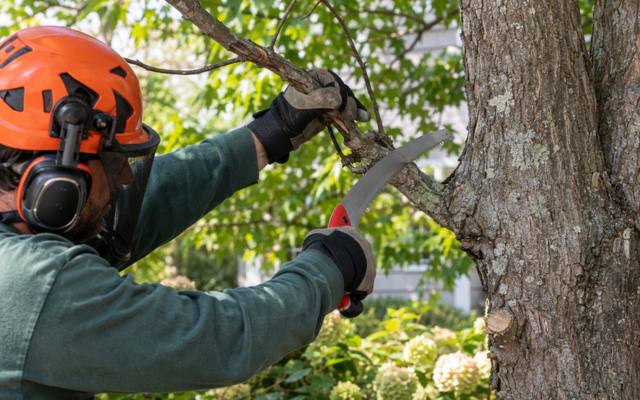Storm-damaged limb being cleared from a property