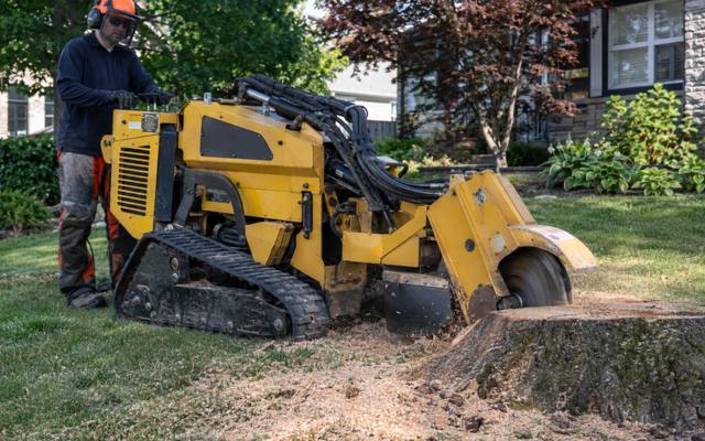 A stump being ground down below grade