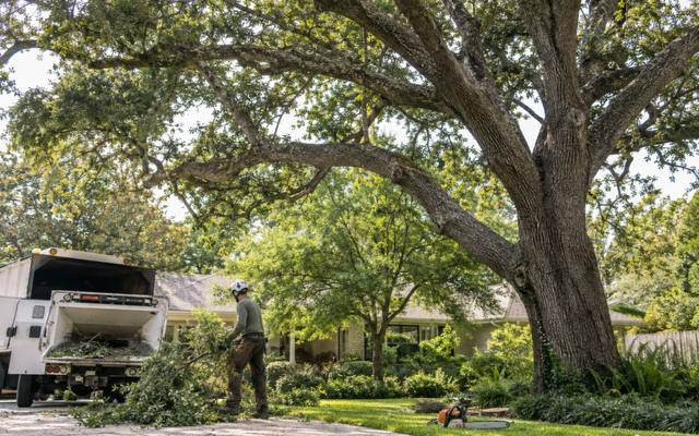 Hardware being installed high in a tree for a cabling job