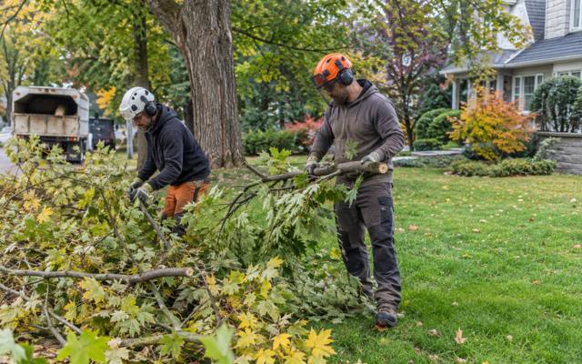 Pruning cuts being made in a shade tree's upper crown